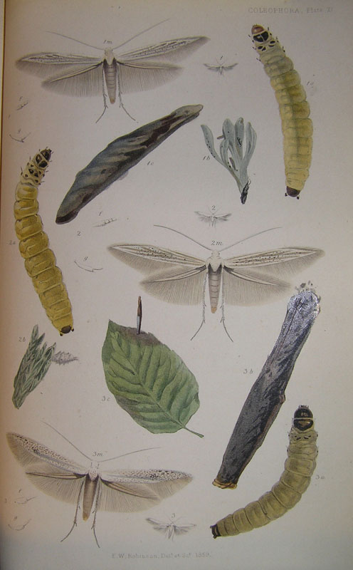 Le Coleophoridae d''Italia